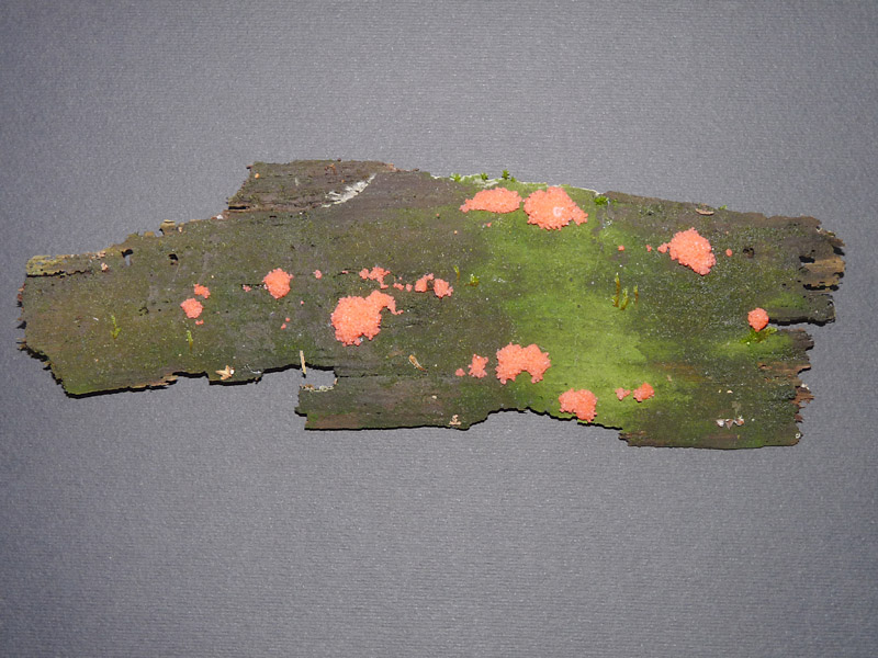 Tubulifera arachnoidea